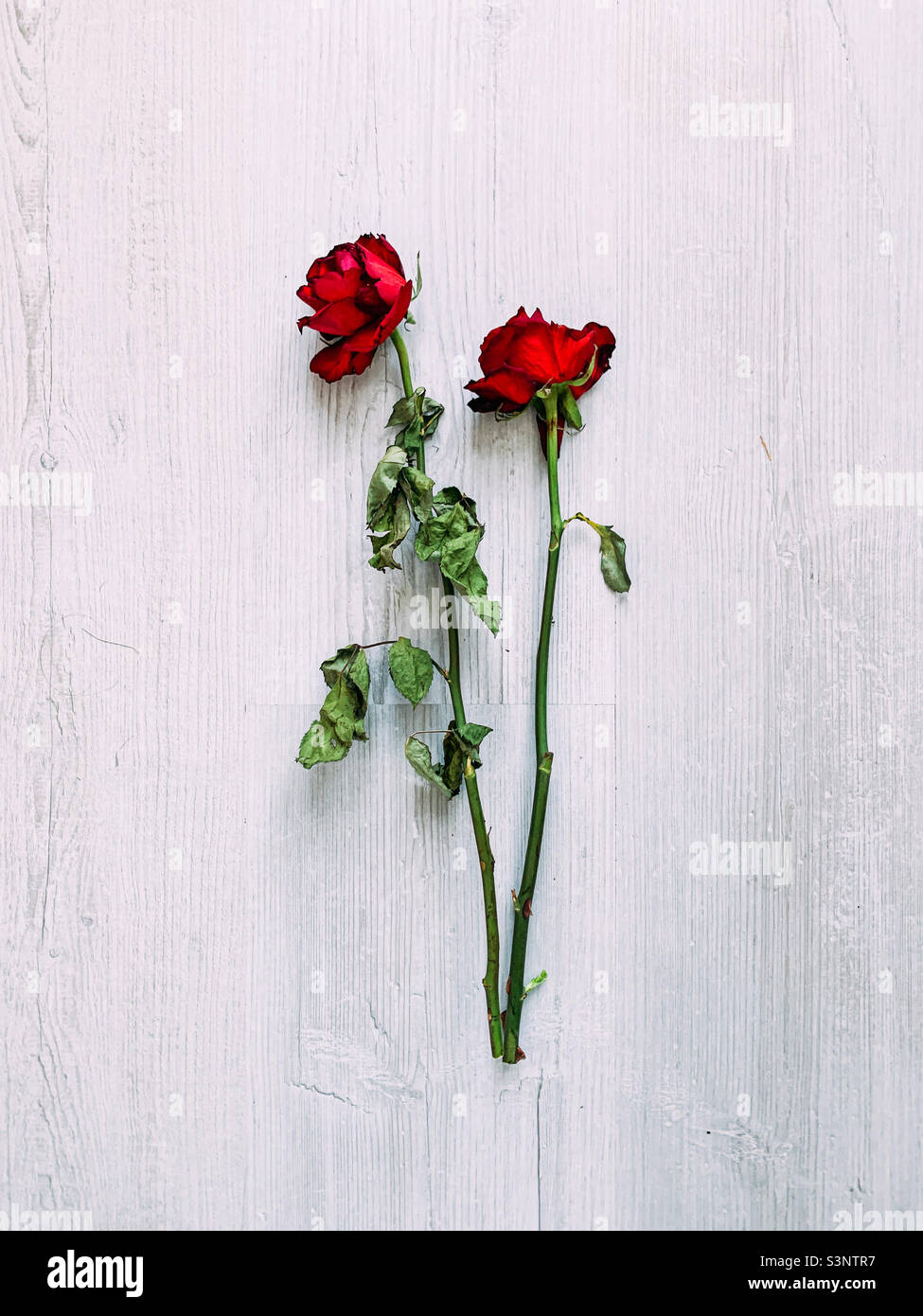 Zwei tote rote Rosen Stockfoto