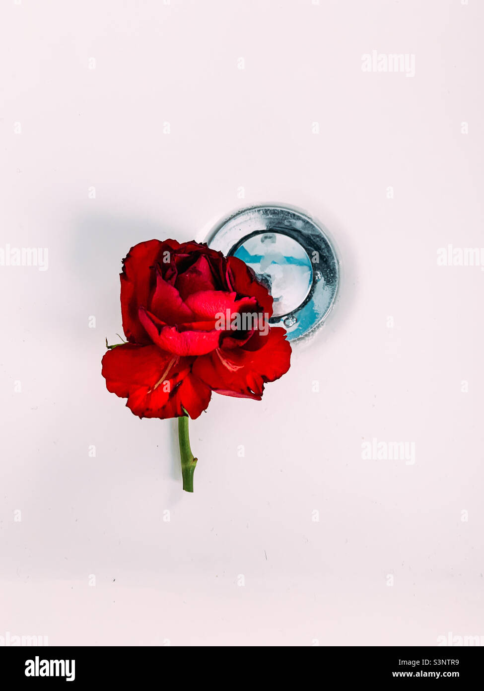 Einzelne getrocknete rote Rosenblüte in einem Waschbecken Stockfoto