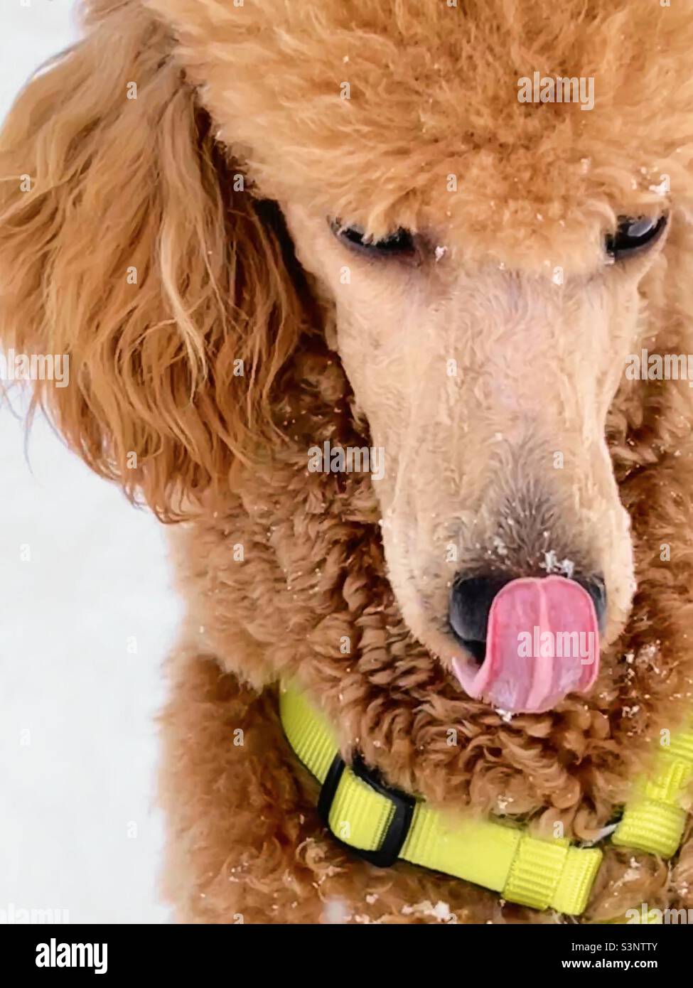 Roter Miniatur Pudel Welpe Hund leckt seine Lippen und Schnee - Smartphone-aufgenommenes Stockfoto