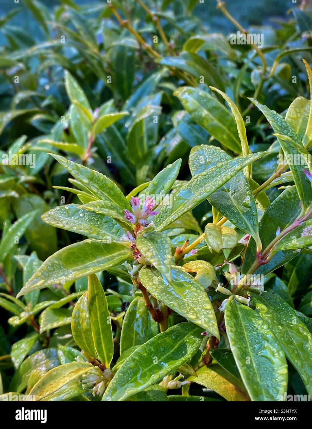 Nahaufnahme einer blühenden Himilayan-Süßkarton (Sarcococca hookeriana) im frühen Frühjahr mit ihren breiten Blättern, die mit glitzernden Regentropfen bedeckt sind. - Smartphone-aufgenommenes Stockfoto