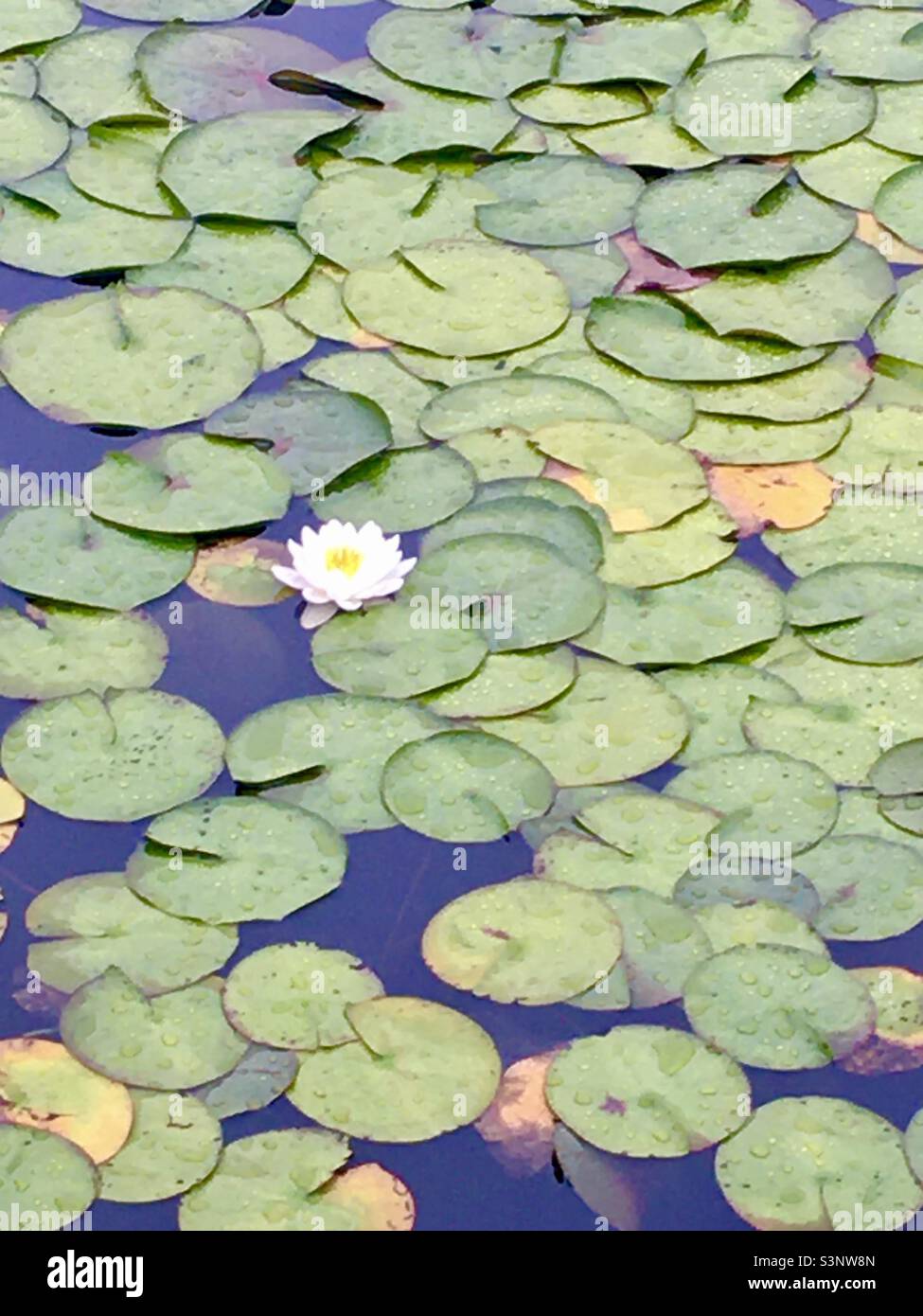 Lily Pond, Sean’s Island Maine Stockfoto