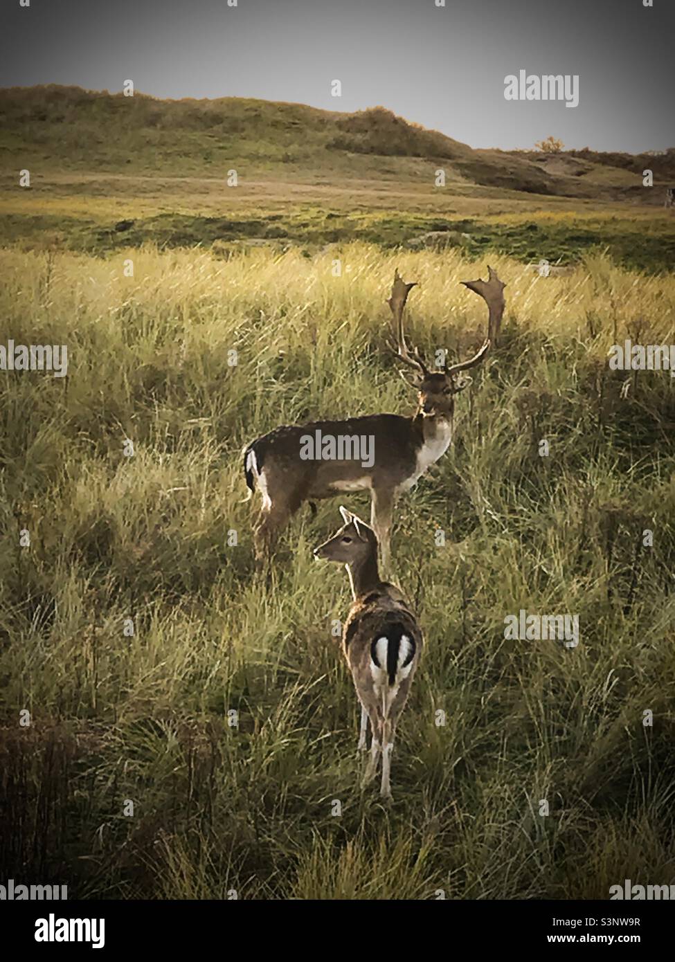 Mama und Hirschbabys an einem Sommermorgen im Nationaal Park Zuid-Kennemerland - Smartphone-aufgenommenes Stockfoto