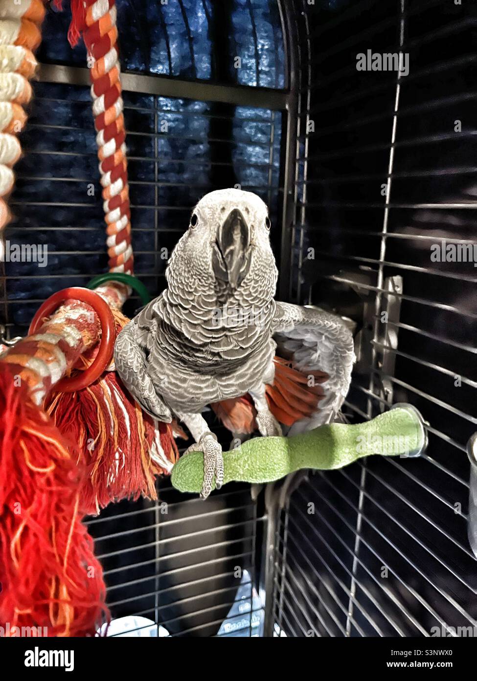 Baby African Grey Papagei sitzt auf ihrem Barsch und breitet seine Flügel aus - Smartphone-aufgenommenes Stockfoto