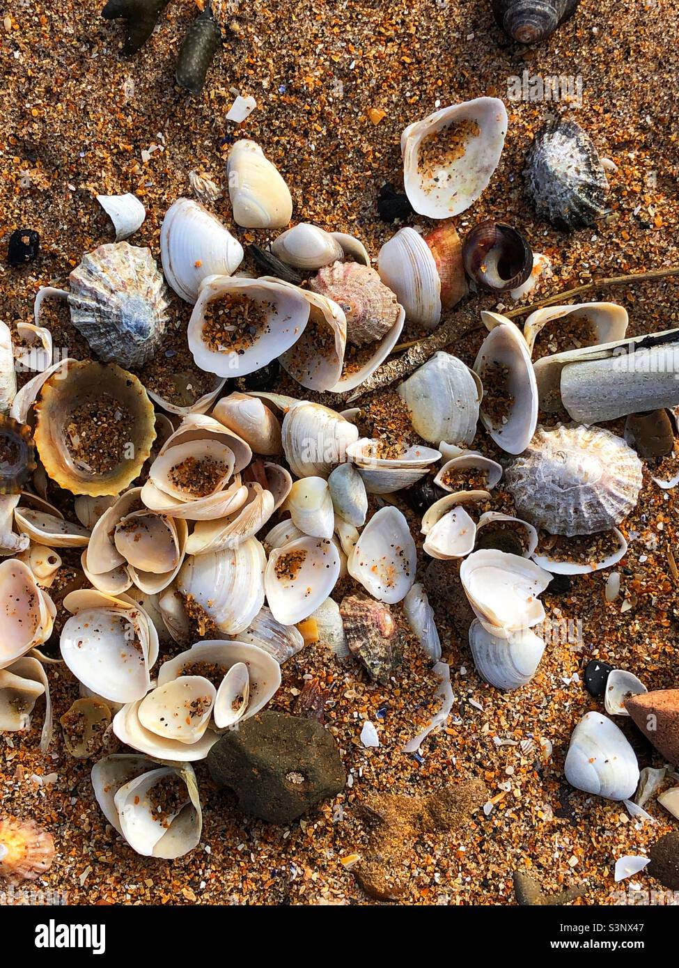 Muscheln am Strand Stockfoto