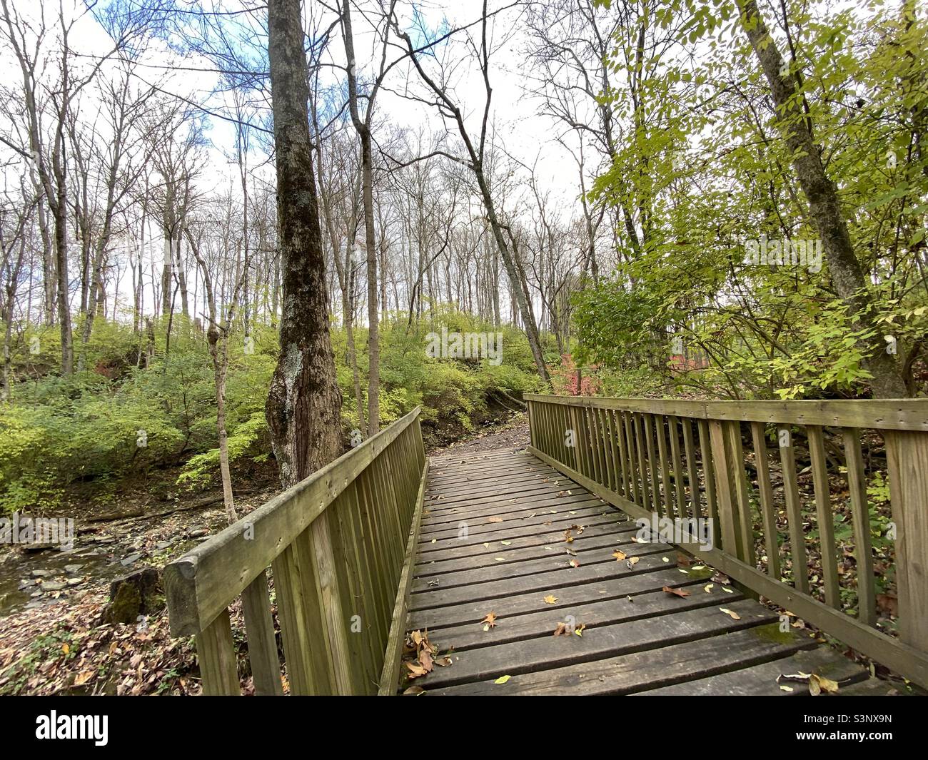 Eine Brücke im Wald zu Beginn des Herbstes. Stockfoto