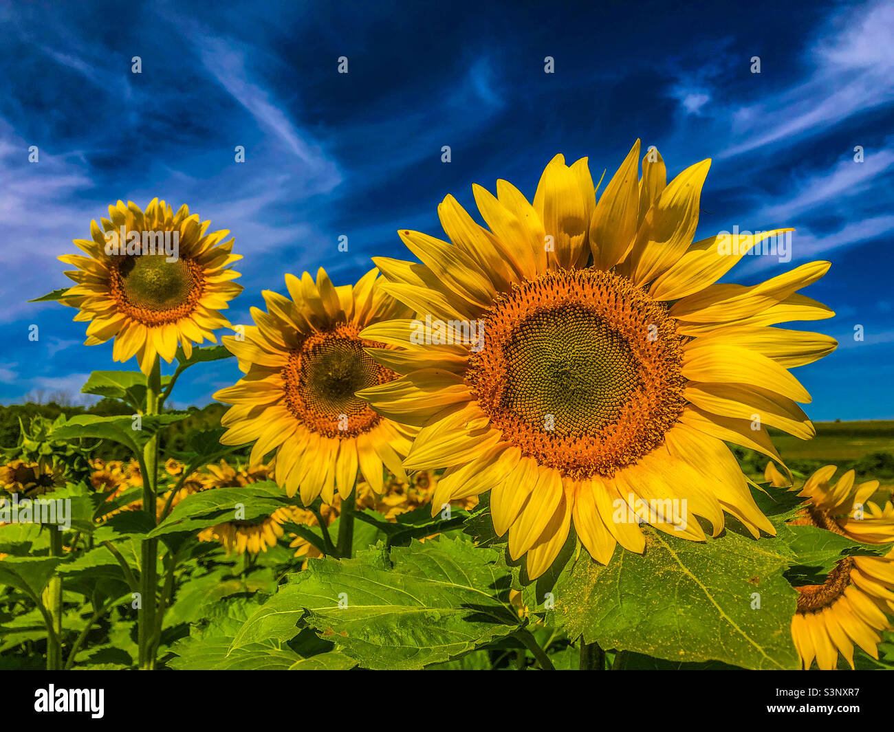 Sonnenblumenfeld unter einem elektrischen blauen Himmel - Smartphone-aufgenommenes Stockfoto