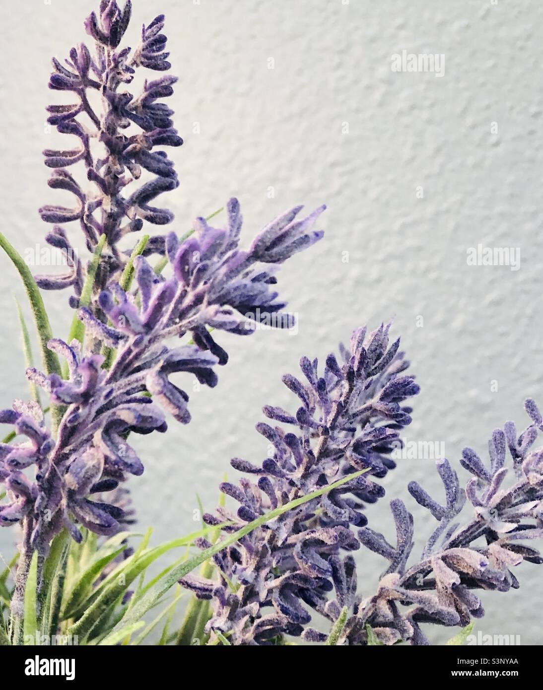 Lavendel Schönheiten Rahmen eine schöne Kopie Platz für Anzeigen. Stockfoto