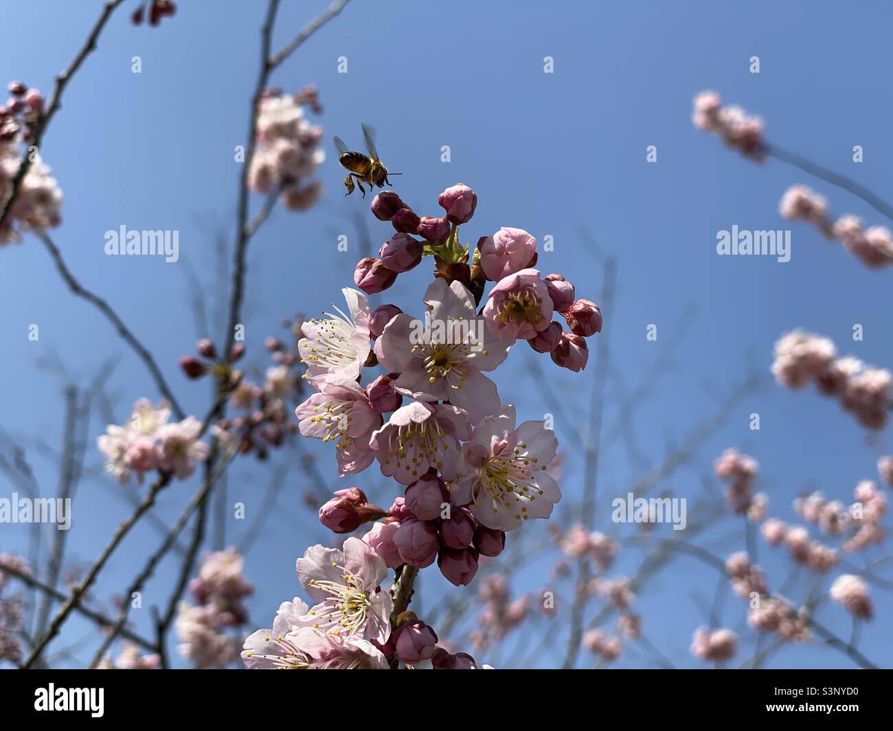 樱花Cherry blüht Stockfoto