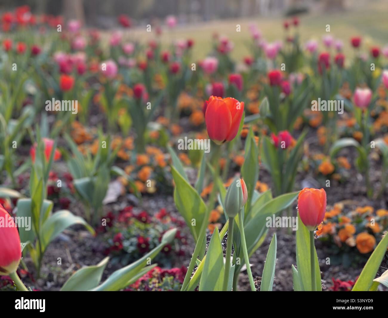 Rote Tulpen Stockfoto