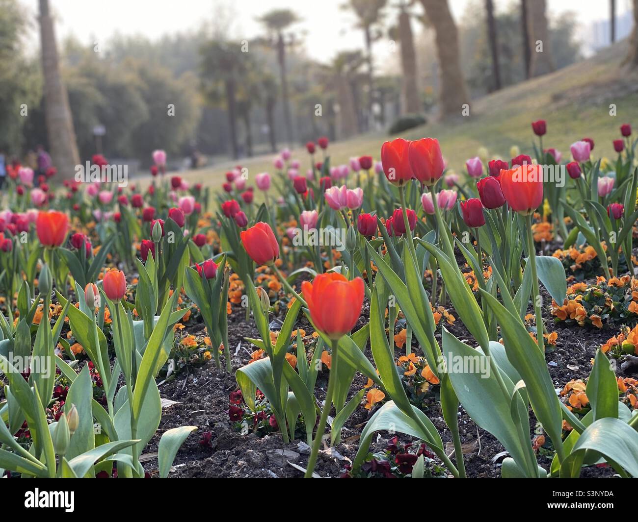 Tulpen Stockfoto