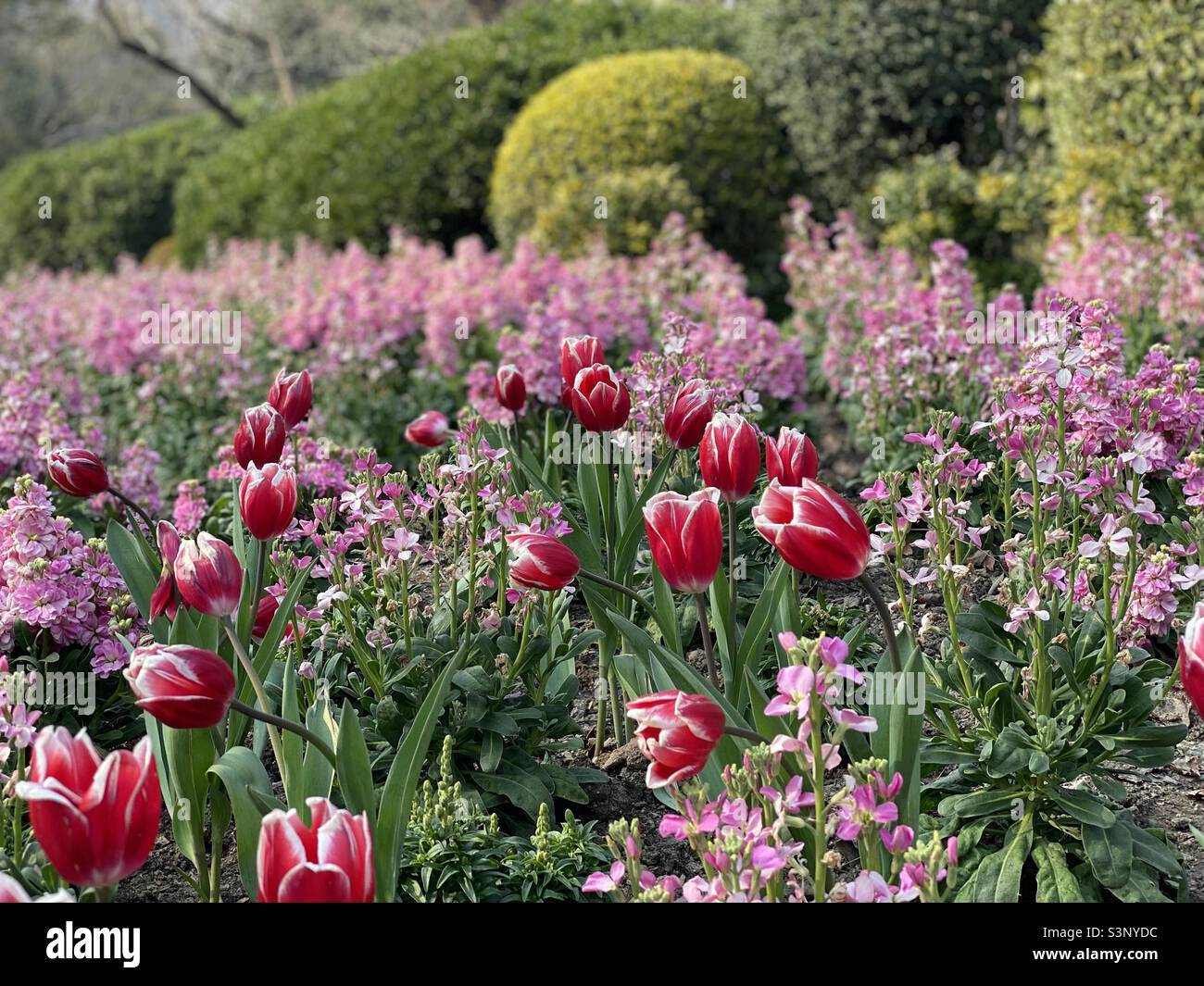 Tulpen Garten Stockfoto