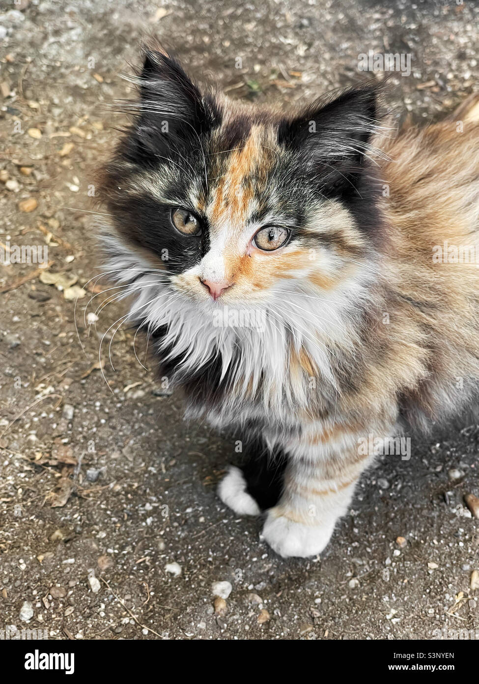 Süße und schöne mehrfarbige langhaarige Kätzchen. Stockfoto