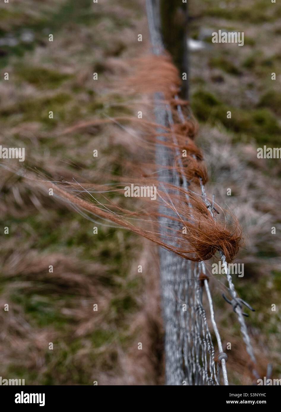 Bunte Highland Kuh Haare in Stacheldraht gefangen und weht in den Wind. Stockfoto