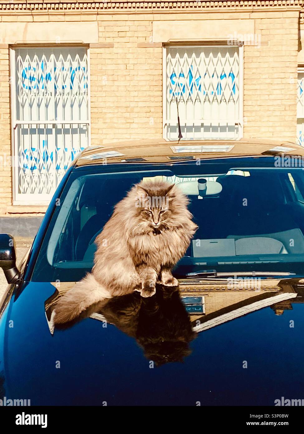 Fluffball! Flauschige Katze sonnt sich in der Sonne und Wärme aus der Motorhaube des blauen Autos, auf dem sie sitzt Stockfoto