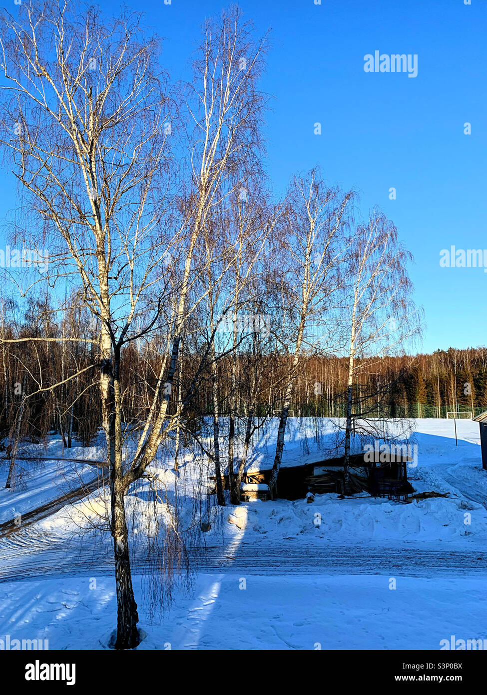 Eine Reihe von Birken im Sonnenlicht gegen einen blauen Himmel Stockfoto