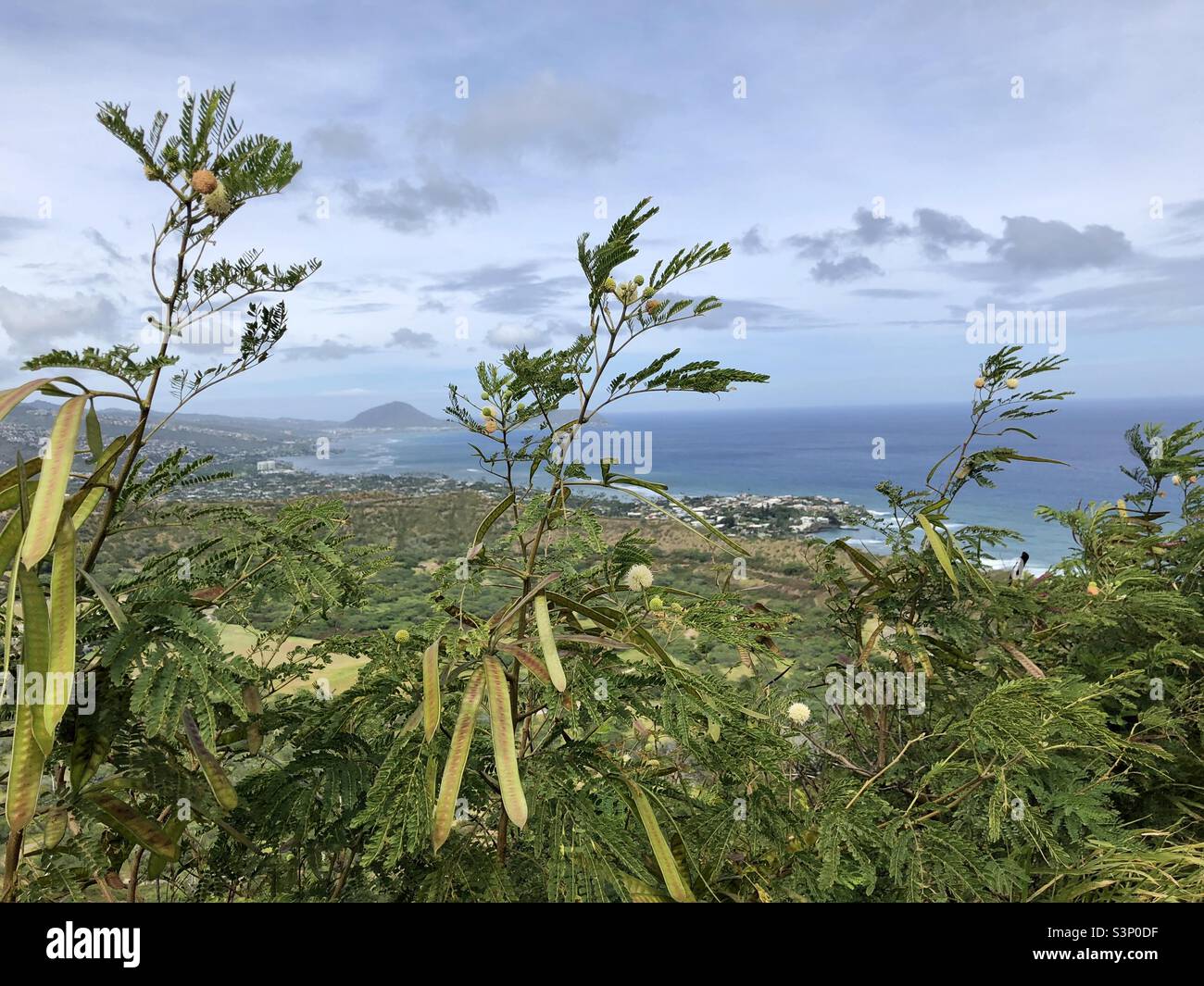 Hawaiianische Pflanzen Stockfoto