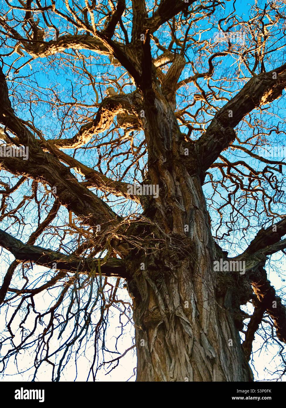 In Port Townsend, Washington, ist ein nach oben gedrehter, alter Baum vor blauem Himmel zu sehen Stockfoto
