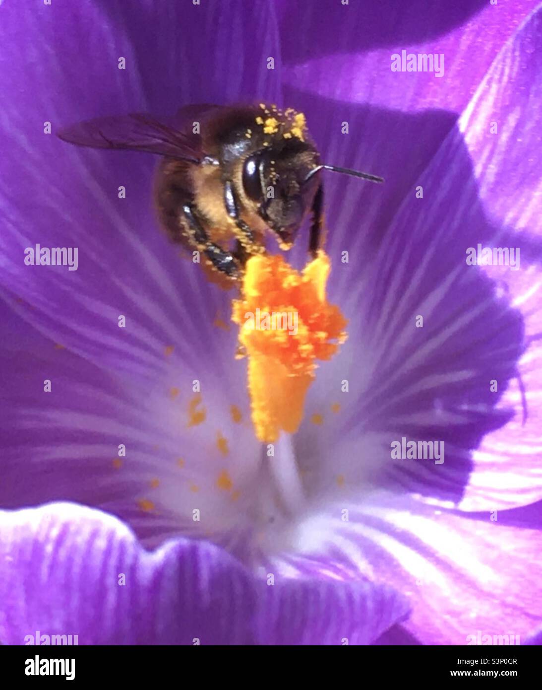 Biene, Schönheit, Natur, Blume, Pollen, Lila, gelb, Gold, Krokus, Stockfoto