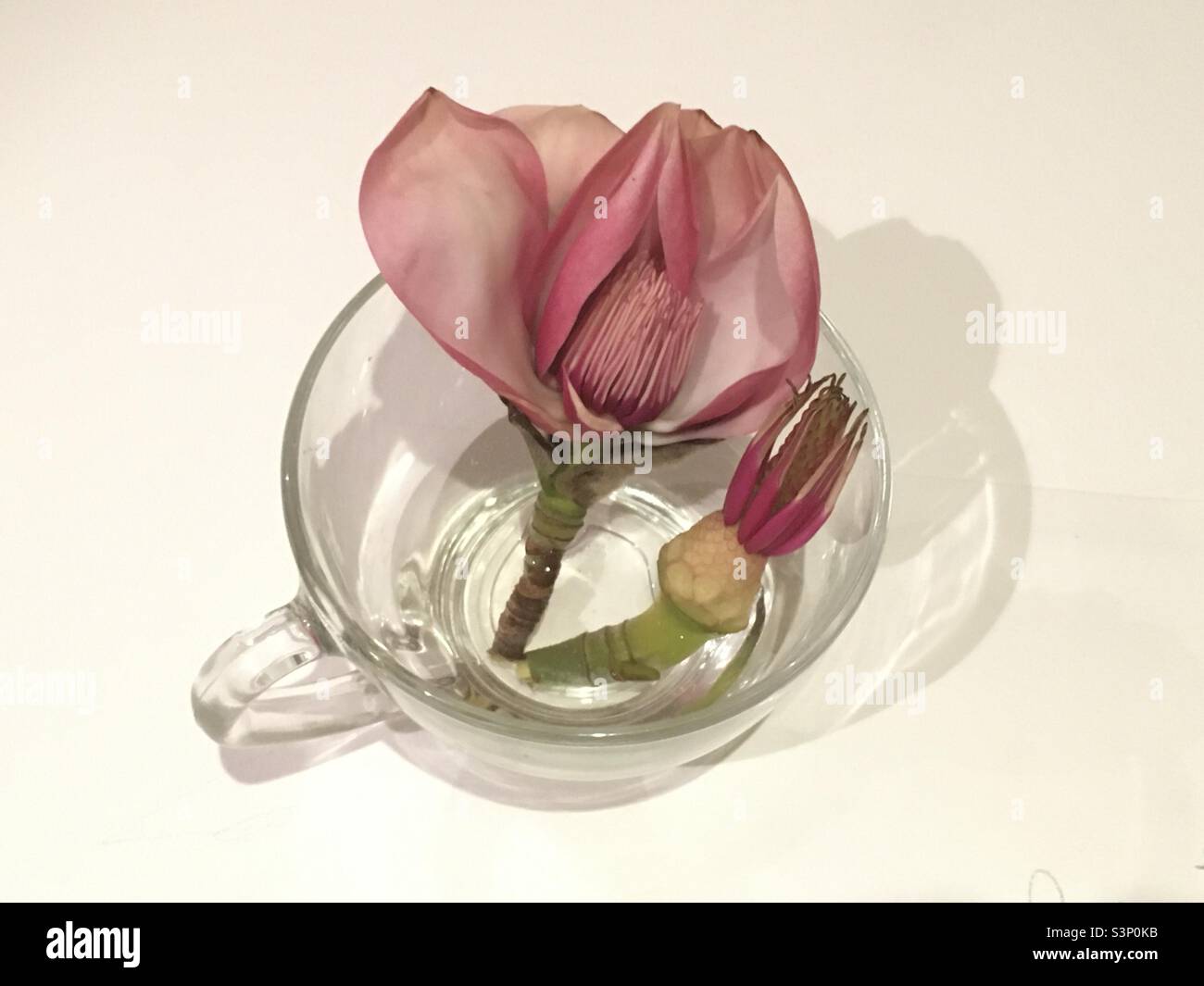 Magnolienblüte, Tasse, Schönheit, Natur, Magnolienknospe, Rosa, weiß, ätherisch, friedlich Stockfoto