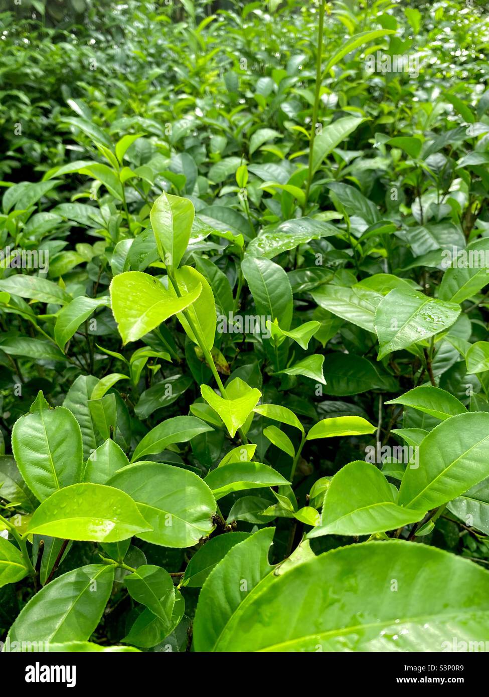 Die berühmteste Teepflanze in Sri Lanka Stockfoto