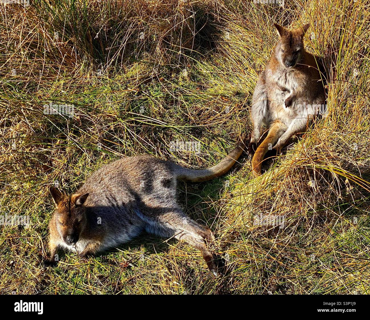 Wallabies bei wildwood Trust. Herne Bay. Kent. Stockfoto