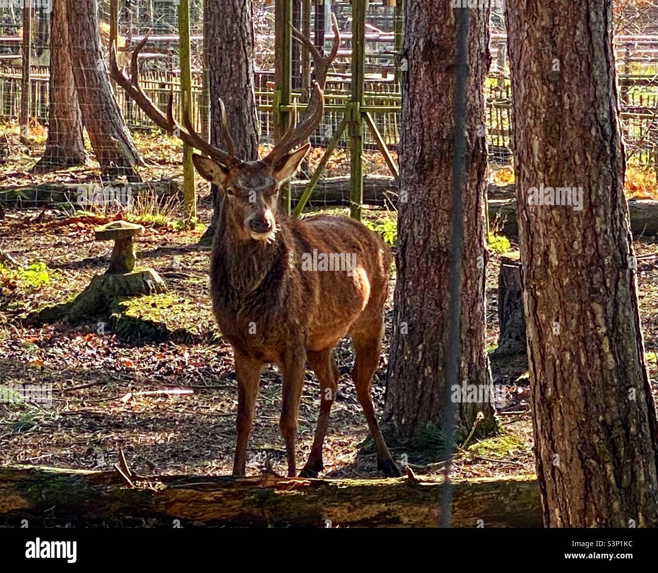 Junggesellenabschied im wildwood Trust. Herne Bay. Kent. Stockfoto