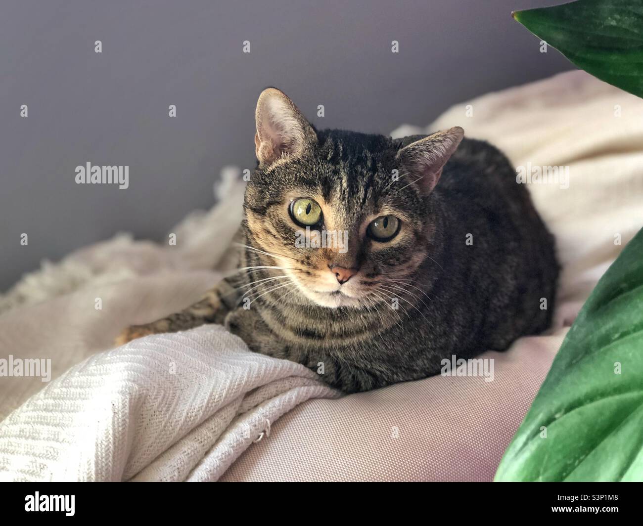 Katze posiert auf einer Decke - Smartphone-aufgenommenes Stockfoto