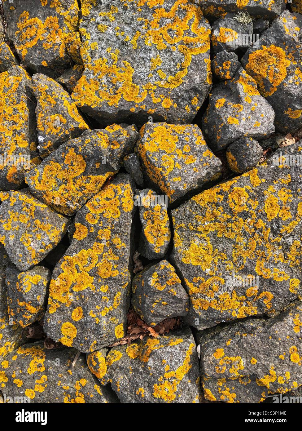 Flechten bedeckte Felsen Stockfoto
