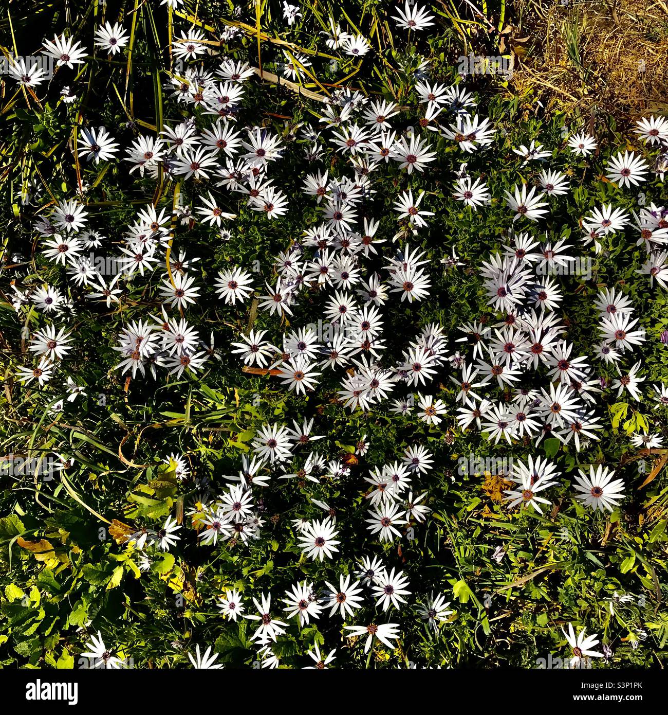 Weißes Asterblumenfeld Stockfoto