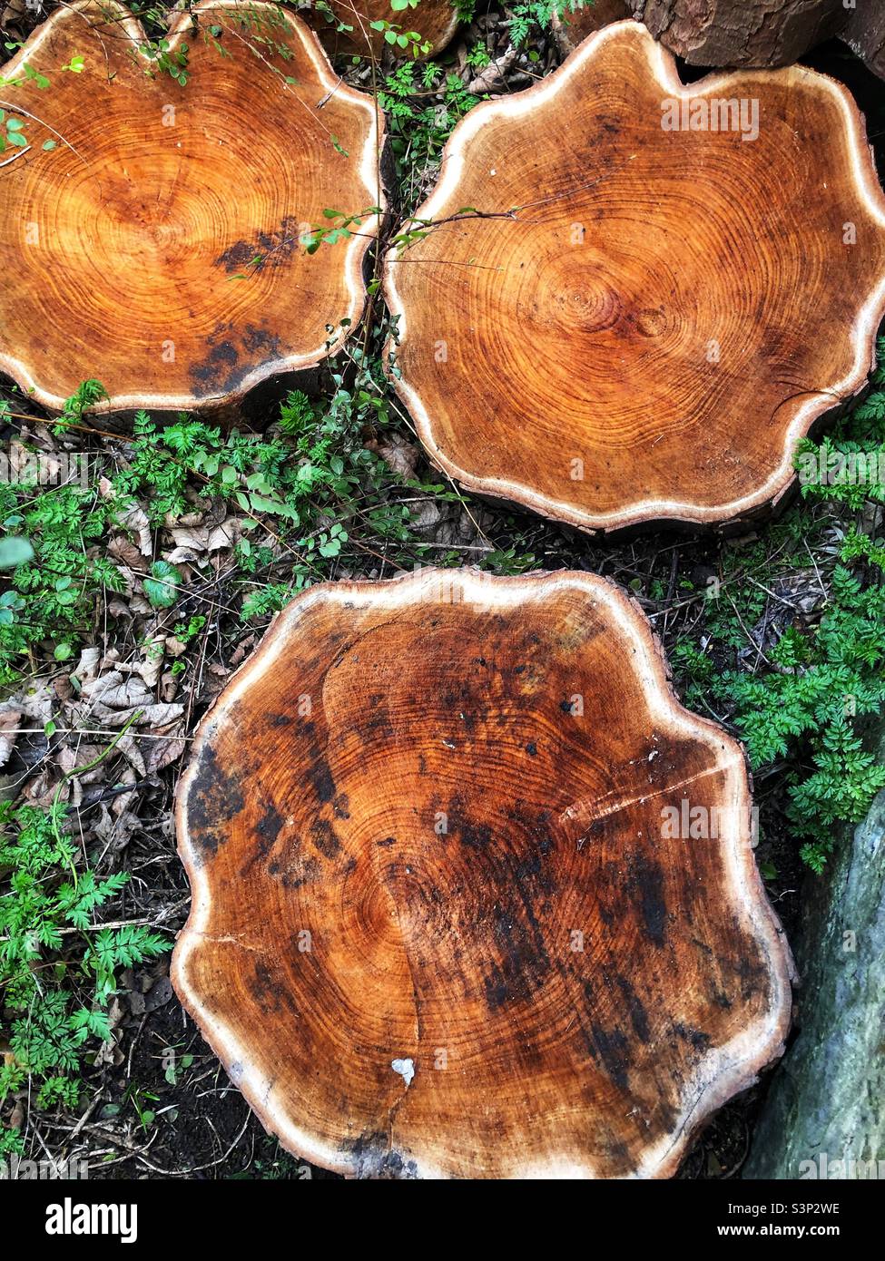 Verfaulender Baum gefällt und Stammscheiben auf dem Boden - Smartphone-aufgenommenes Stockfoto