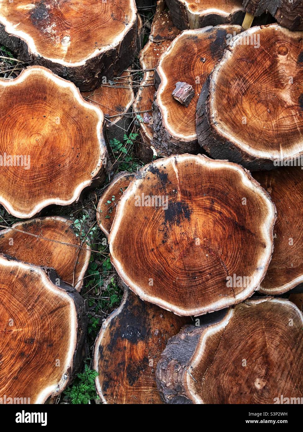 Verfaulender Baum gefällt und Stammscheiben auf dem Boden - Smartphone-aufgenommenes Stockfoto