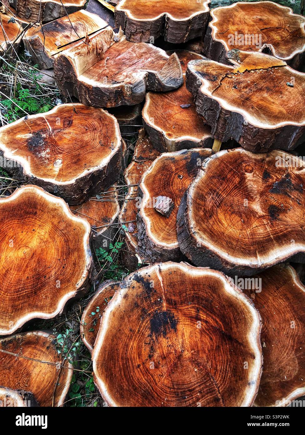 Verfaulender Baum gefällt und Stammscheiben auf dem Boden - Smartphone-aufgenommenes Stockfoto
