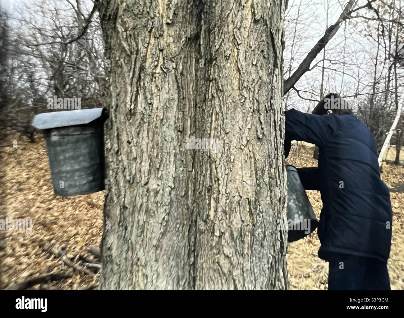 Junge klopft Ahornbaum zu lernen, Ahornzuckerung in New England zu machen Stockfoto
