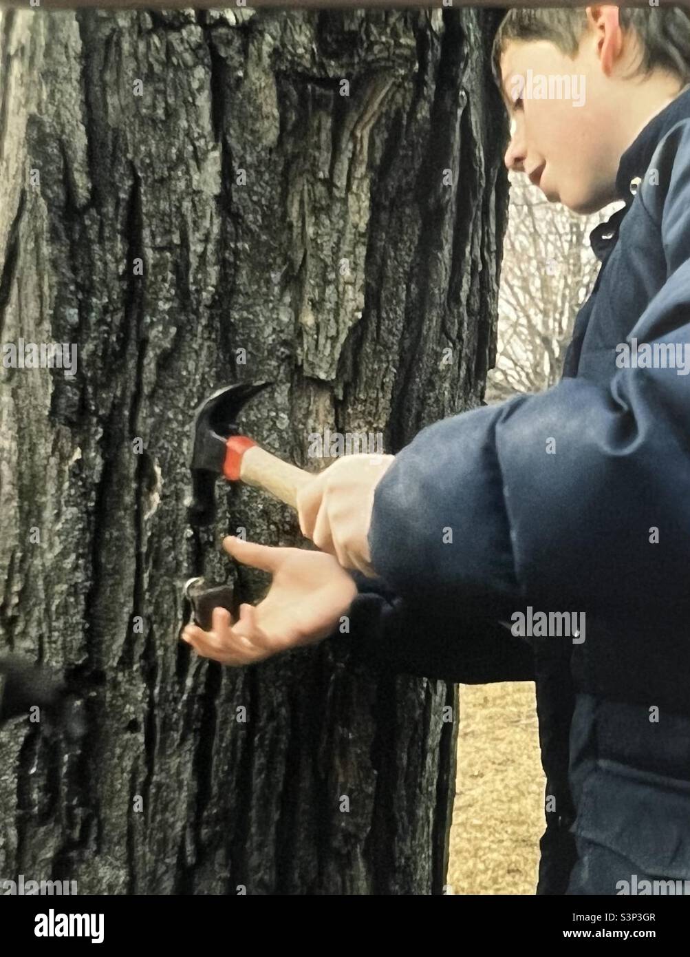 Sie g Junge klopft Ahornbaum für Ahornzuckerung in New England Stockfoto
