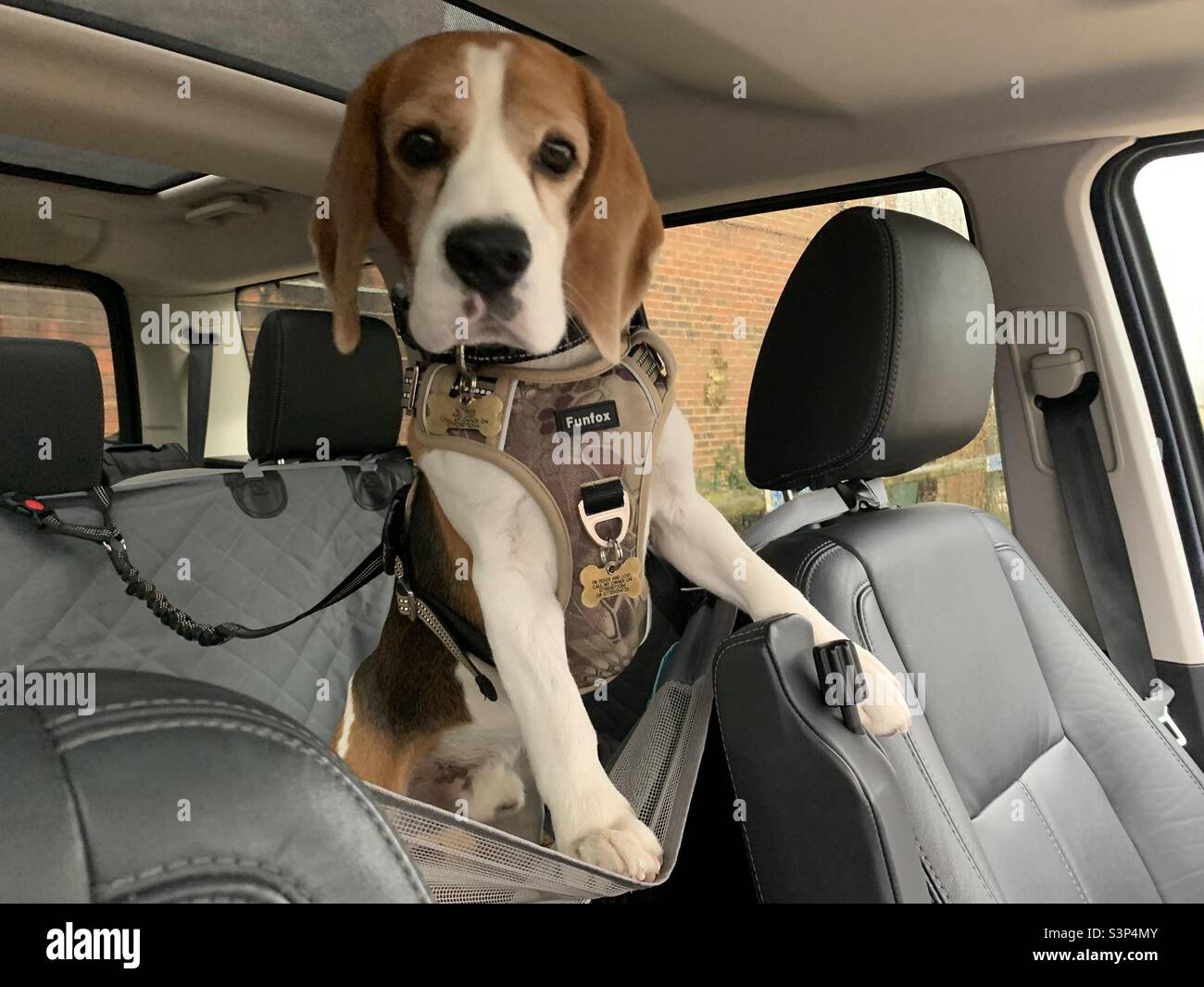 Mein wunderschöner Hundebeagle, der mit dem Auto unterwegs war und seine neue Autositzhängematte probiert hat - Smartphone-aufgenommenes Stockfoto