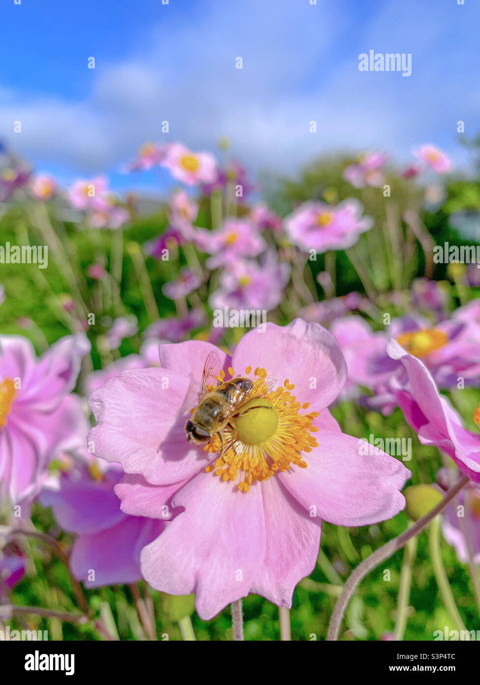 Working Bee auf japanischer Anemone Stockfoto