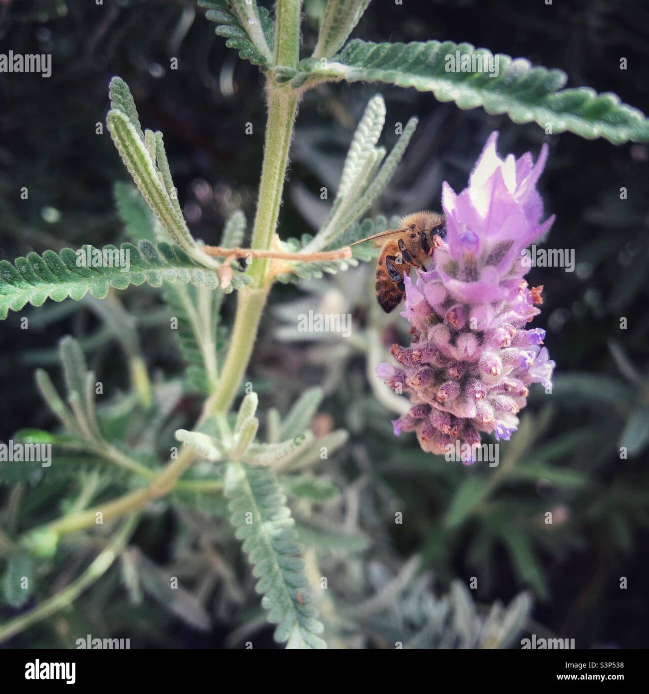 Sie arbeitet hart für ihren Honig - Smartphone-aufgenommenes Stockfoto