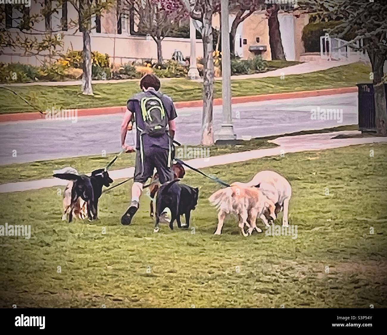 Ein Hundewanderer hat an einem Frühlingstag im Memory Grove Memorial Park in Salt Lake City, Utah, USA, mit etwa einem halben Dutzend großer Hunde die Hände voll zu tun. - Smartphone-aufgenommenes Stockfoto