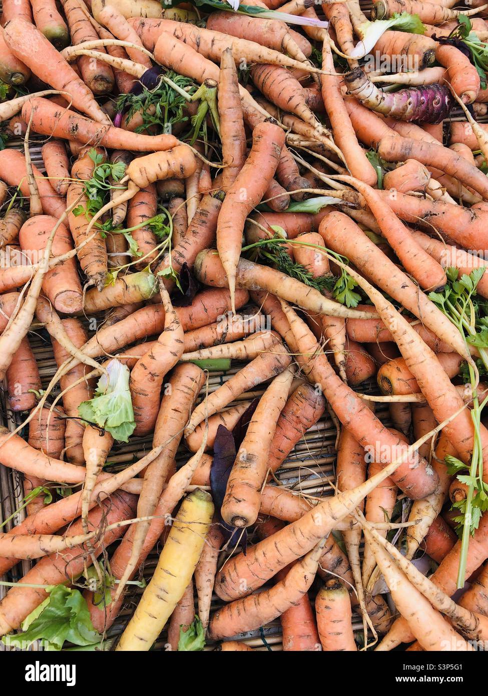 Bio-Karotten - Smartphone-aufgenommenes Stockfoto