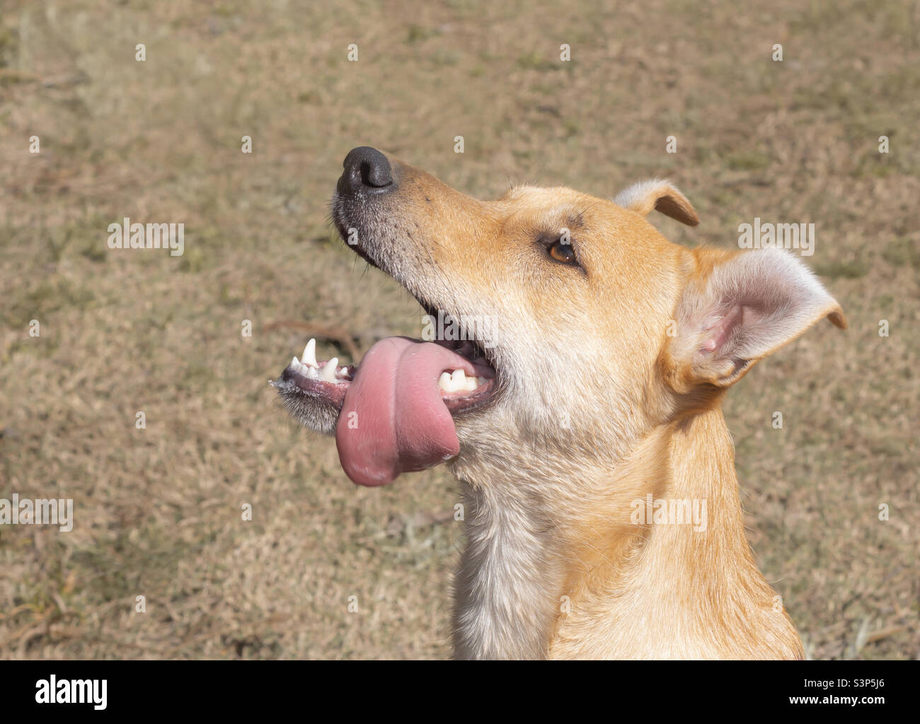 Ein Hund schaut erwartungsvoll auf, die Zunge flatscht, wartet auf ein Leckerbissen - Smartphone-aufgenommenes Stockfoto