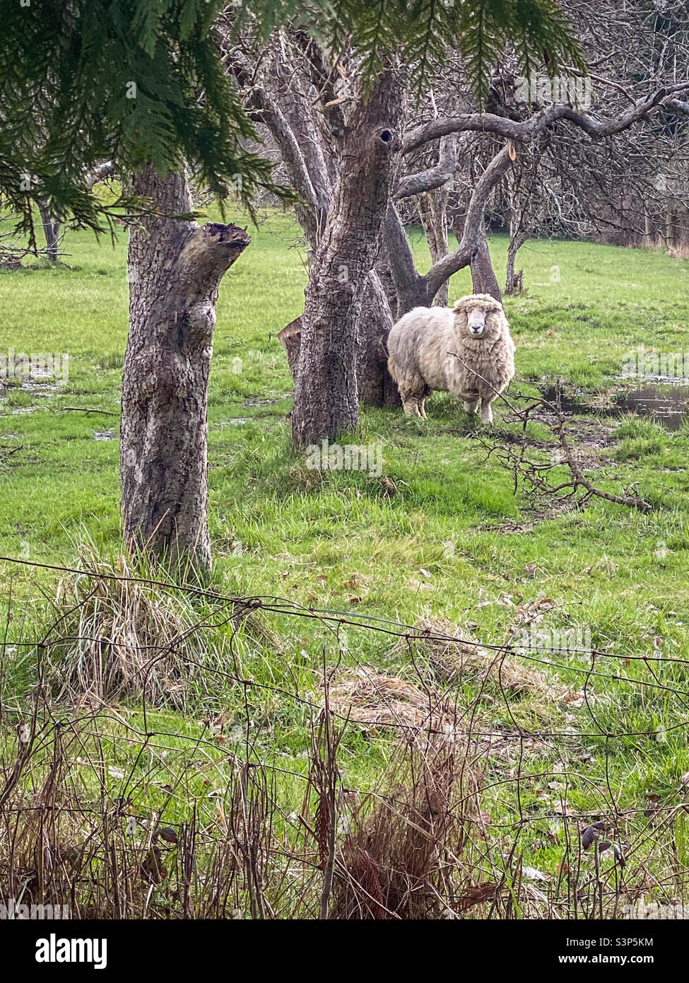 Ein großes, zotteliges Schaf steht in einem grasbewachsenen Obstgarten neben einer Reihe von vernachlässigten, unförmigen Apfelbäumen und blickt auf die Kamera über einen kleinen Drahtzaun. - Smartphone-aufgenommenes Stockfoto