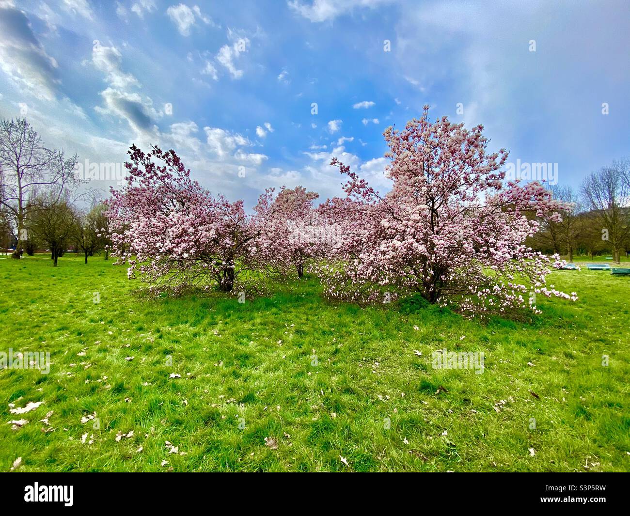 Frühling, Primavera Stockfoto