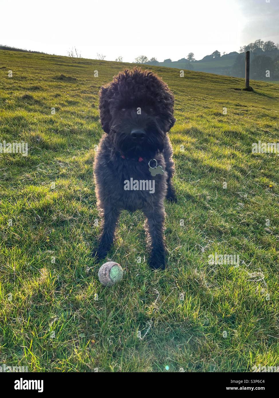 Schwarzer Hund und sein Ball Stockfoto