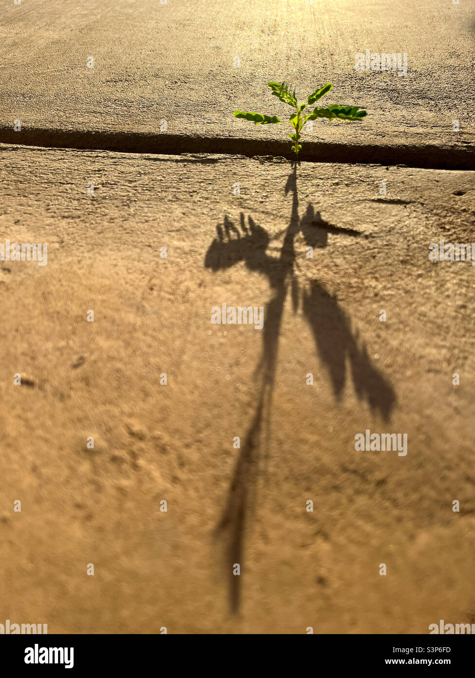 Kleine Pflanze wächst zwischen den Konzertreiben Stockfoto