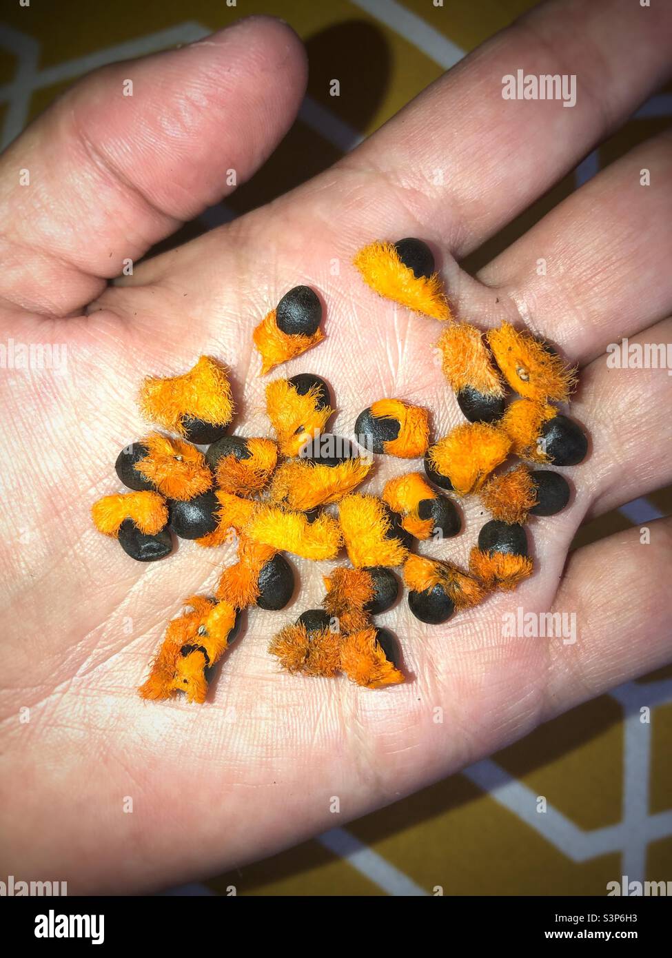 Frisch geerntete strelitzia-Samen mit orangenen Fuzz-Kernen sind noch angebracht Stockfoto