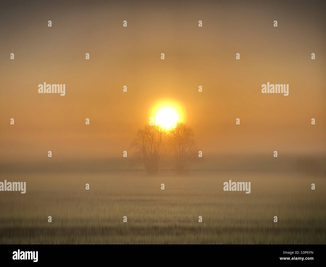 Sonnenaufgang über zwei Bäumen und einem Feld in Norfolk, England Stockfoto