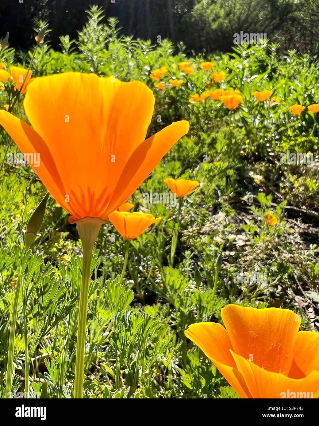 Kalifornischer Mohn im Sonnenschein - Smartphone-aufgenommenes Stockfoto