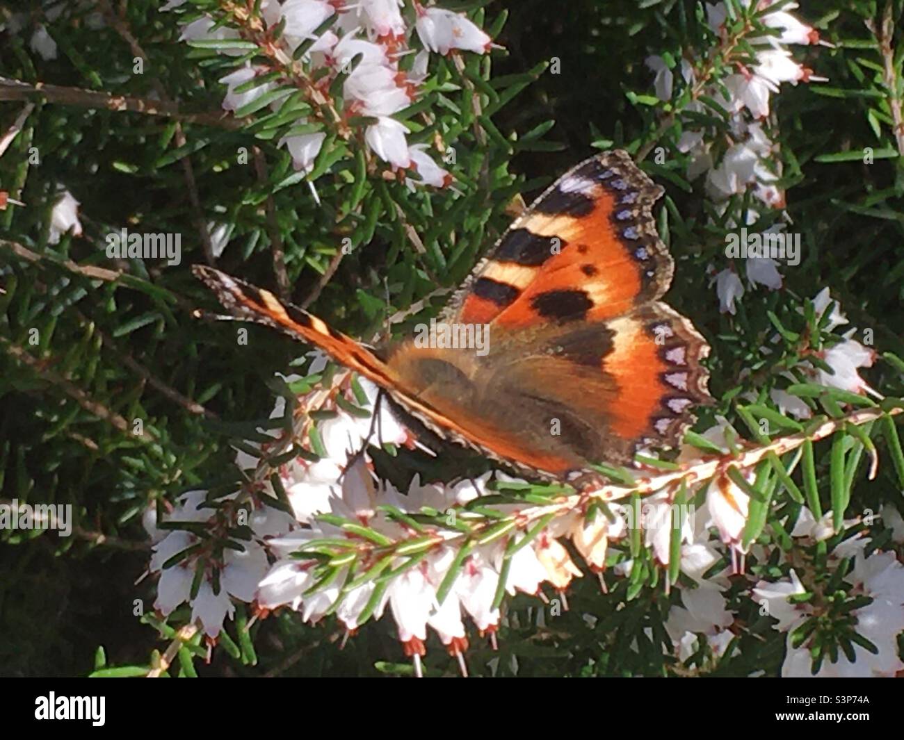 Schmetterling, bemalte Dame, Frühling, Heidekraut, weiß, Orange, blau, Natur, gelb, grün, Schönheit, farbenfroh - Smartphone-aufgenommenes Stockfoto
