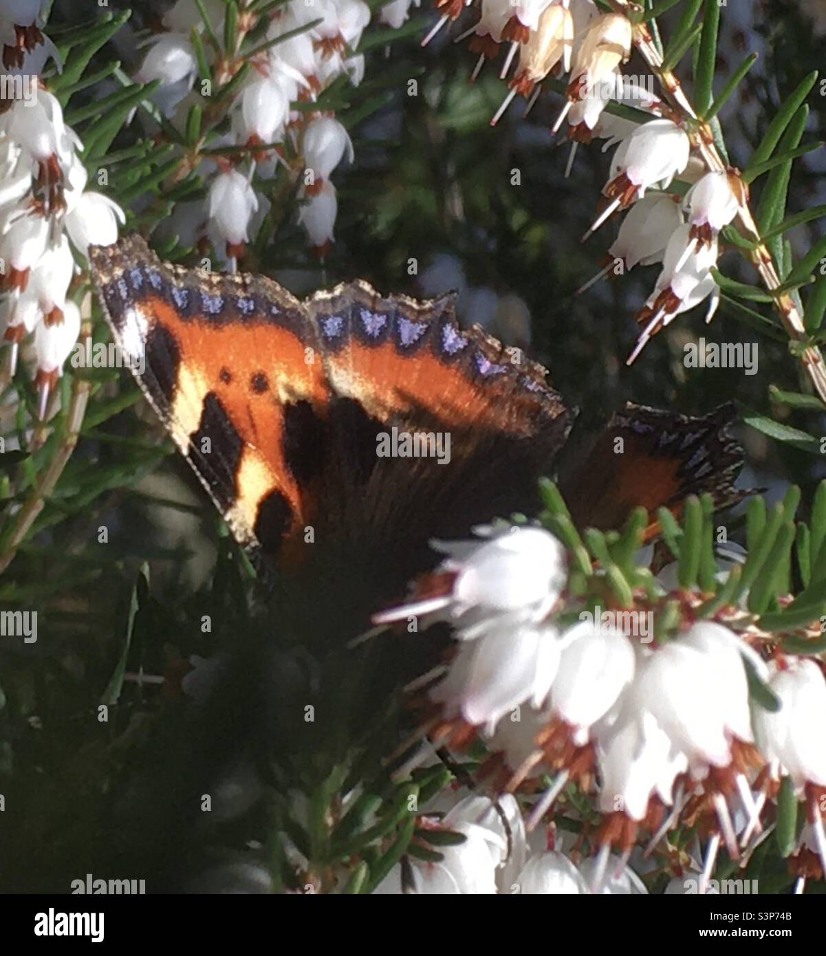 Schmetterling, bemalte Dame, Frühling, Heidekraut, weiß, Orange, blau, Natur, gelb, grün, Schönheit, farbenfroh - Smartphone-aufgenommenes Stockfoto
