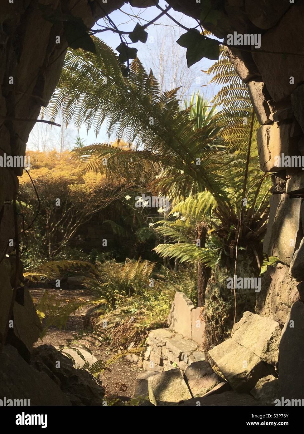 Blick, Gartenfenster, Farne, Natur, Wand, Gartengestaltung - Smartphone-aufgenommenes Stockfoto